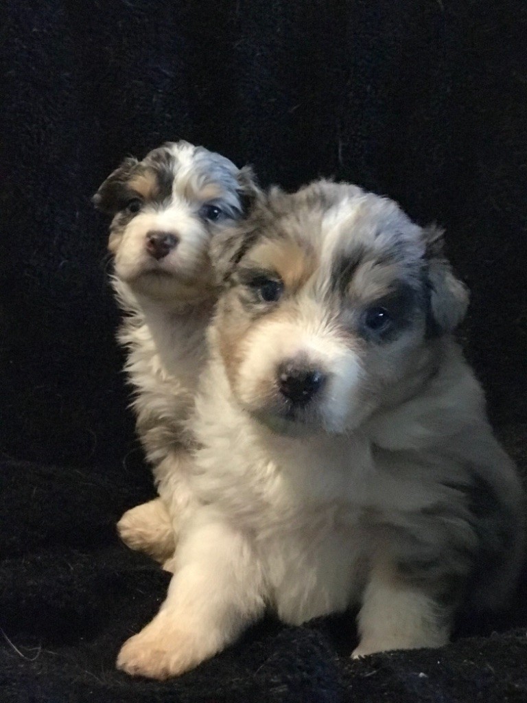 chiot Berger Australien Du Clan D'Otis