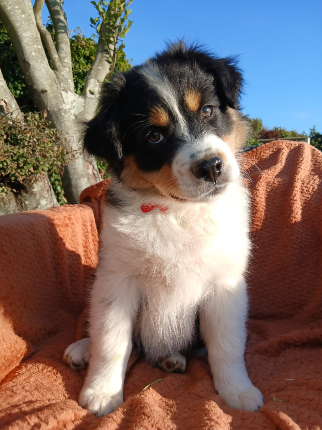 Du Clan D'Otis - Chiots disponibles - Berger Australien