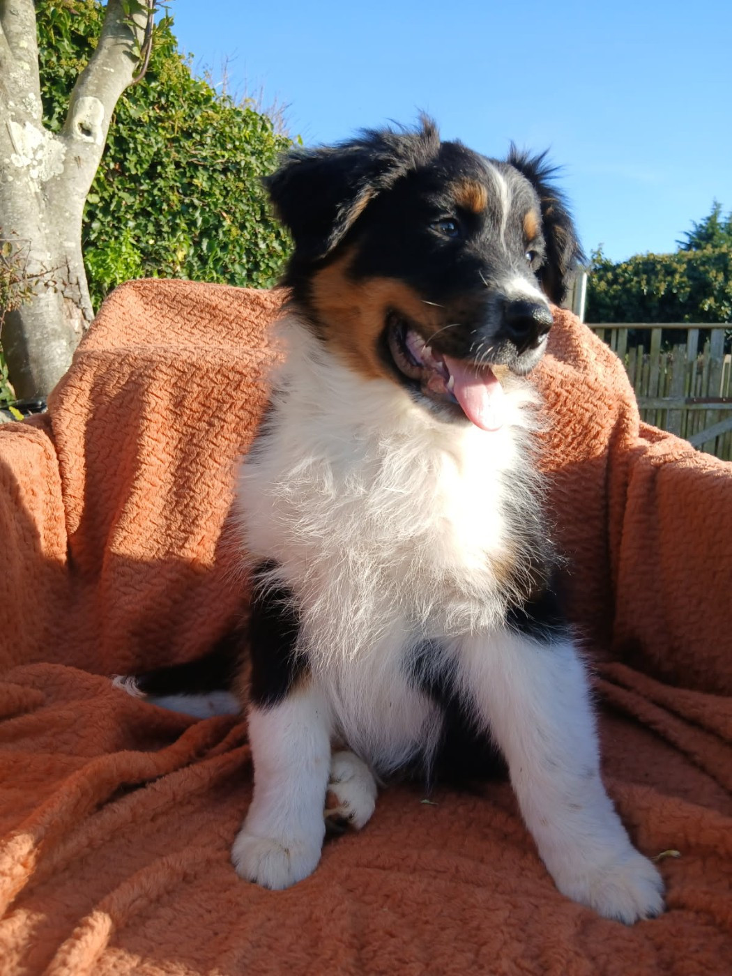 Du Clan D'Otis - Chiots disponibles - Berger Australien
