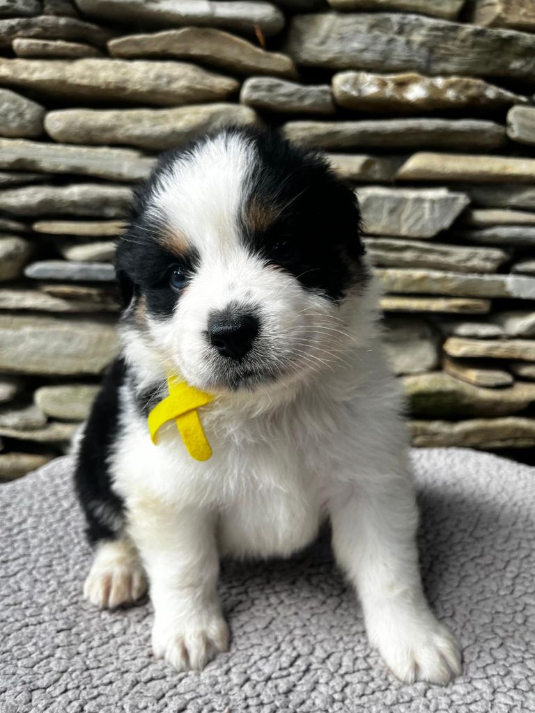 Du Clan D'Otis - Chiots disponibles - Berger Australien