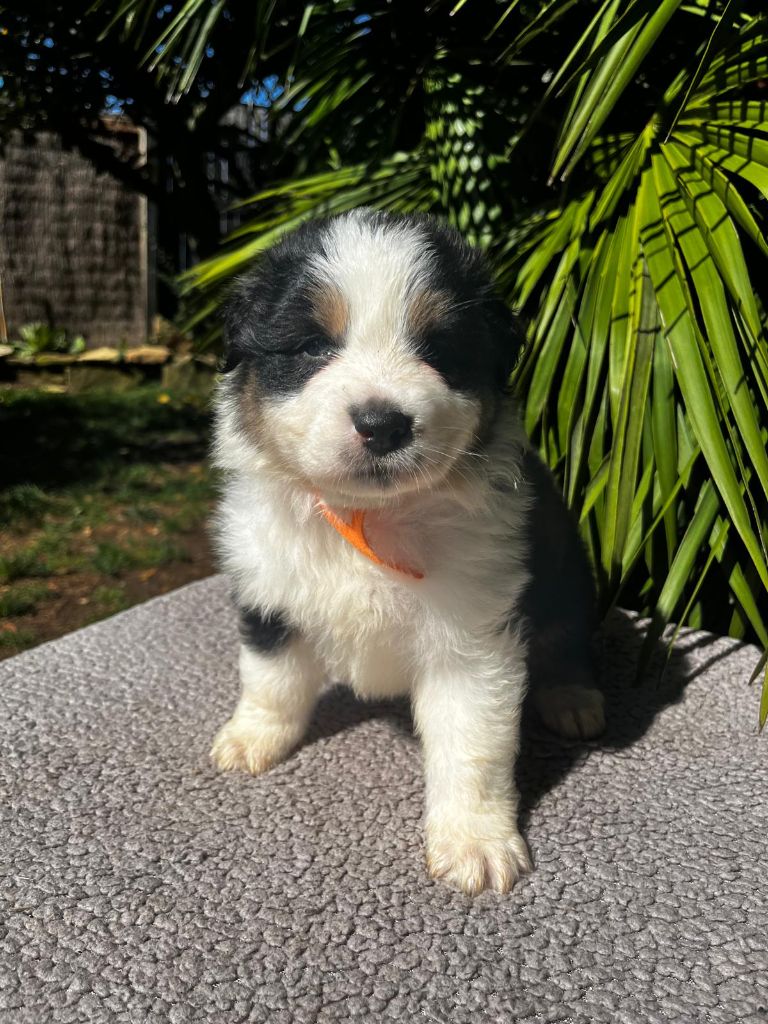 Du Clan D'Otis - Chiots disponibles - Berger Australien