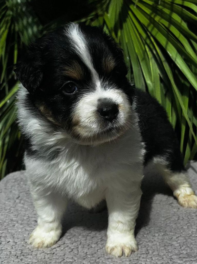 Du Clan D'Otis - Chiots disponibles - Berger Australien