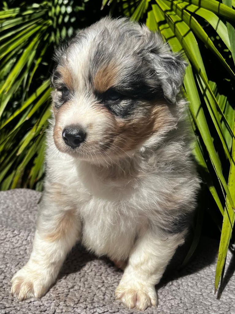Du Clan D'Otis - Chiots disponibles - Berger Australien
