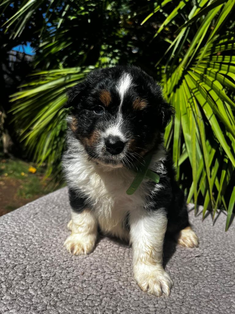 Du Clan D'Otis - Chiots disponibles - Berger Australien